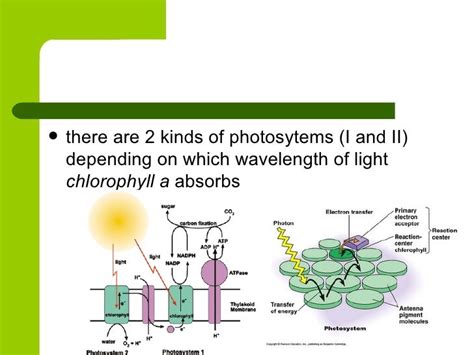 Photosynthesis