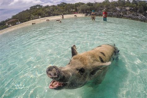 How to go Swimming with Pigs at Pig Island from Nassau