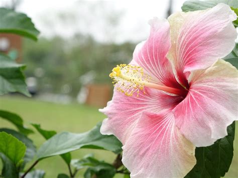 Aprender Sobre 115 Imagem Cha De Hibisco Riscos E Beneficios Br