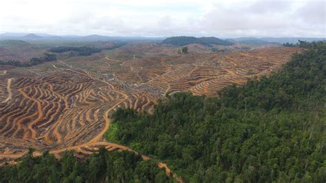 Indonesia Capai ‘net Sink Sektor Hutan Dan Lahan Pada 2030