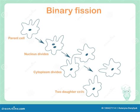 Binary Fission Process Vector Illustration Diagram 175190076