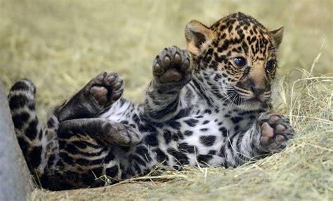 San Diego Zoo’s Jaguar Cub Needs a Name - ZooBorns