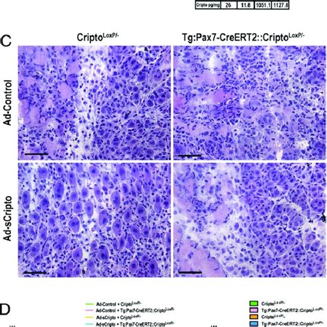 Scripto Rescues Muscle Regeneration In A Mouse Model Of Conditional