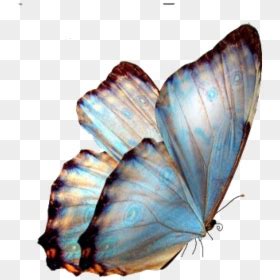 Teal Butterfly Png, Transparent Png - vhv