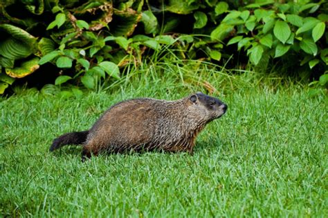 Best Groundhog Repellent Review 2020 - Consumer Guides