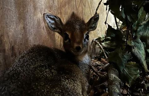 Yorkshire Wildlife Park celebrates birth of baby dik-dik | Discover Animals