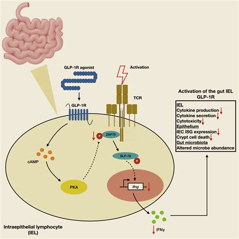 Divergent Roles For The Gut Intraepithelial Lymphocyte GLP 1R In