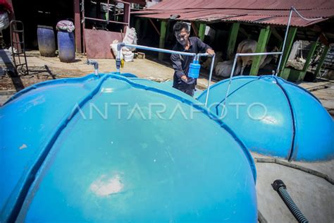 Pemanfaatan Limbah Kotoran Ternak Menjadi Energi Biogas ANTARA Foto