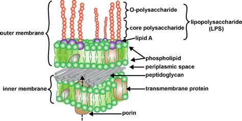 Figure 1 From Aluminum Induced Generation Of Lipopolysaccharide LPS