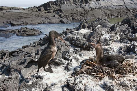 Fernandina Island Galapagos Wildlife Volcanic Britannica