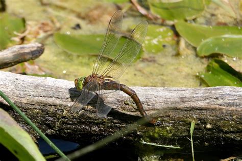 Vroege Vogels Foto Geleedpotigen Vroege Glazenmaker Zet Eitjes Af