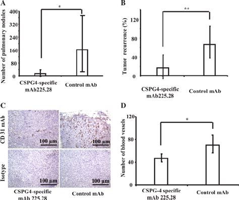 Effect Of Chondroitin Sulfate Proteoglycan 4 CSPG4 Specific