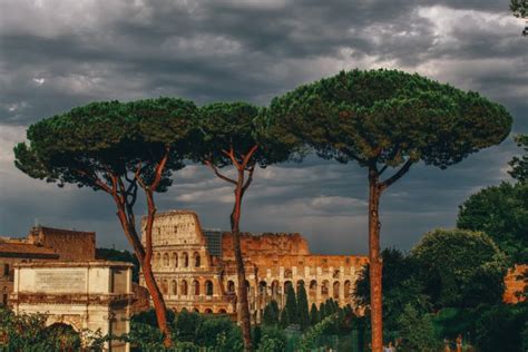 Pini Di Roma A Rischio Ecco Cos Quella Sostanza Che Fa Cadere Gli