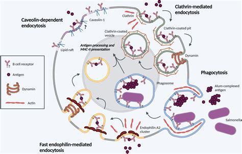 Frontiers The Ins And Outs Of Antigen Uptake In B Cells