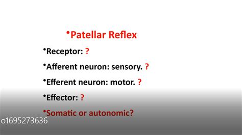 Patellar reflex Diagram | Quizlet