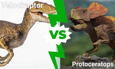 Protoceratops Vs Velociraptor Fossil