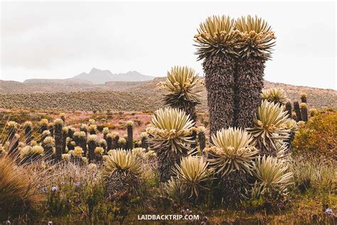 Hiking in Los Nevados National Park: Best Trek in Colombia — LAIDBACK TRIP