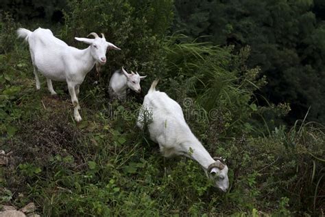 Three White Boer Goats In The Slope Stock Photo Image 58572735