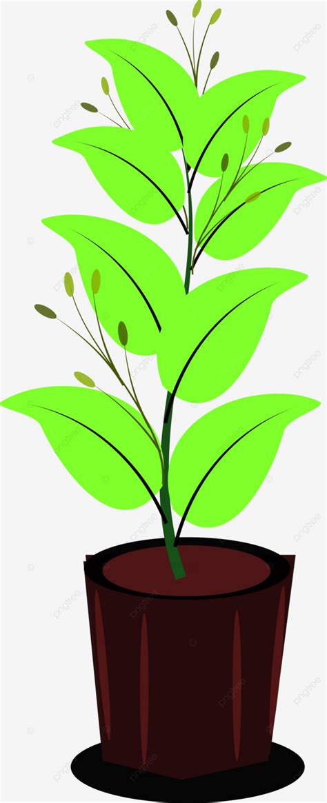 Imágenes Prediseñadas De Plantas Decorativas Vector PNG En Conserva