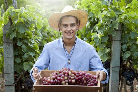 Farmer picking grapes stock image. Image of france, cluster - 77568977