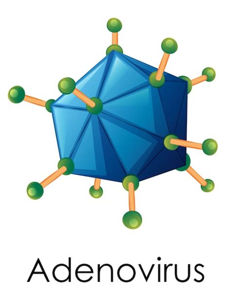 Free Vector | Diagram showing structure of adenovirus