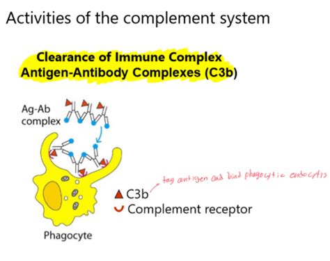 Complement Flashcards Quizlet