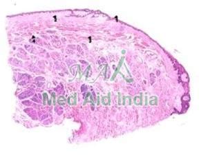 Oral Histology Dorsal Surface Of Tongue Manufacturer, Supplier from Noida