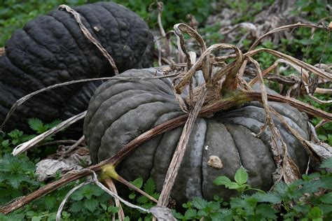 Pumpkin Harvest — Transition Farm