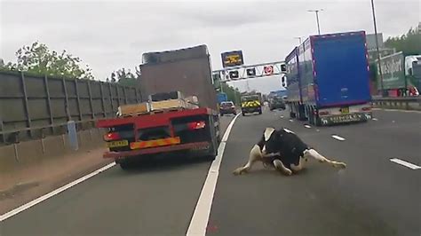 Choc In Autostrada La Drammatica Caduta Di Una Mucca Da Un Camion In