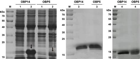 Figure From Two Antenna Enriched Odorant Binding Proteins In