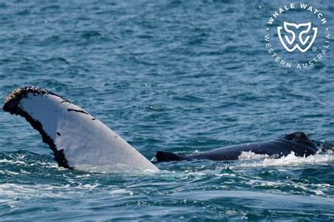 Humpback Whale Tubercles Whale Watch Western Australia