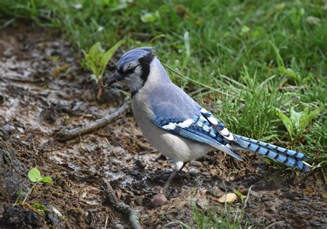 Blue Jays Nesting | Outside My Window