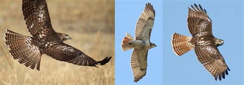 Raptor Identification and Photography: Juvenile Red-tailed Hawk with Reddish Tail?