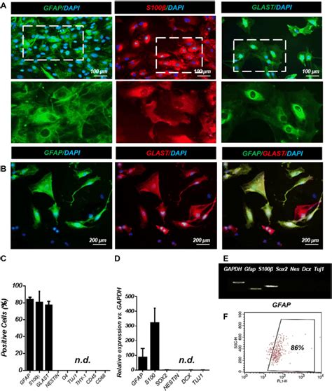 The Characterization Of Isolated Cells A Immunofluorescence Of The