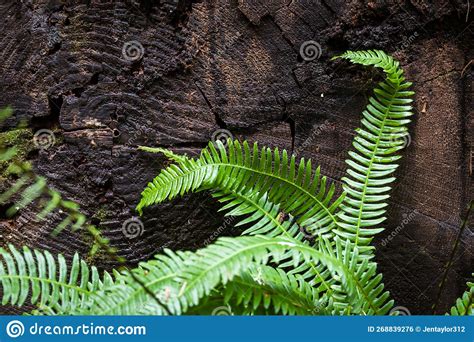 Close Up Detail Of Lush Green Fern Fronds In Pacific Northwest