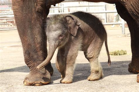 すゆぐ On Twitter Rt Africansafari1 アジアゾウの赤ちゃんが3月13日に誕生しました 一般公開は5月下旬を