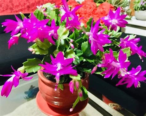 True Hot Pink Christmas Cactus Cuttings For Propagation Schlumbergera Buckleyi Rare Succulents