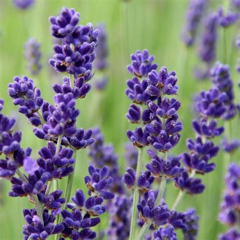 Buy Lavandula Angustifolia Imperial Gem Lavender Lavandula Angustifolia Imperial Gem