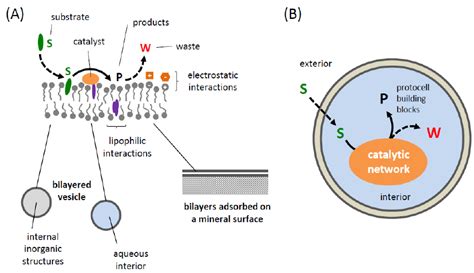 Design Of Protocells Based On Lipidic Amphiphiles A Interfacial