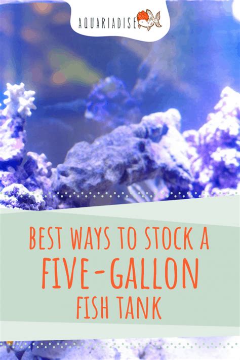 Best Ways to Stock a Five-Gallon Fish Tank For Beginners