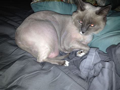 Shaved cat! | Shaved cat, Fur friend, Cats