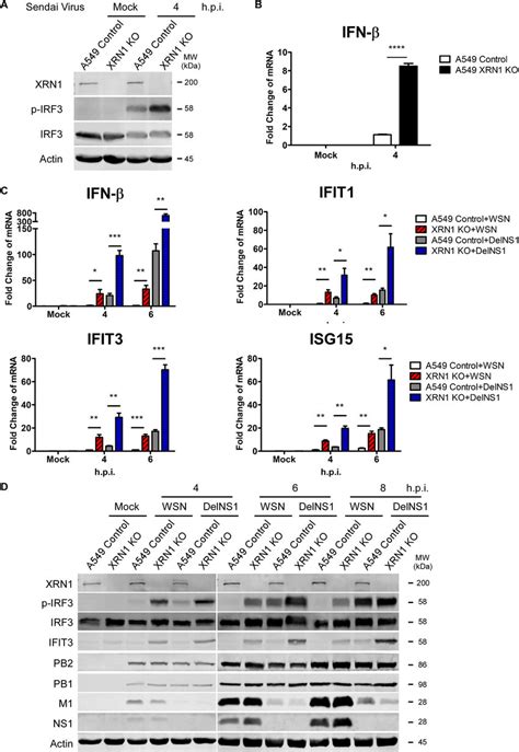 The Coexistence Of Iav Ns1 And Host Xrn1 Enhances The Efficiency In