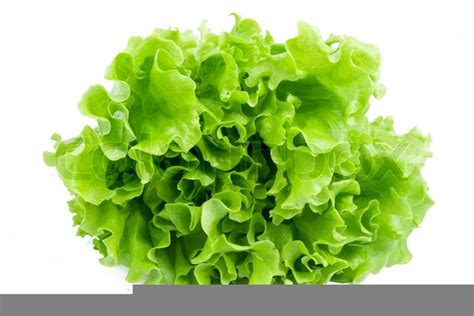 Clipart Lettuce Free Images At Clker Vector Clip Art Online