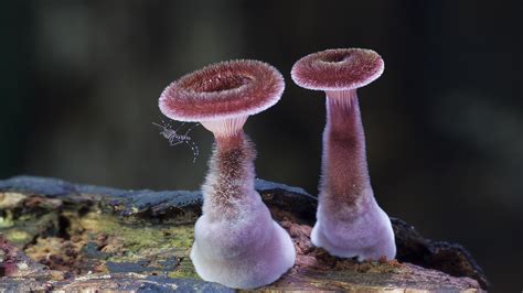 Stunning Beautiful Mushrooms And Fungi Photos By Photographer Steve