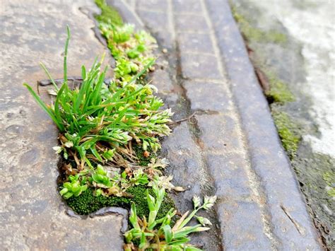 Beautiful Grass Plants And Moss Grown Between Cement And Iron Small