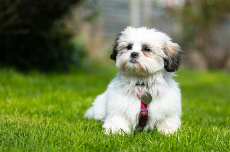 Shih Tzu Price How Much Do They Cost 2025 Update Dogster