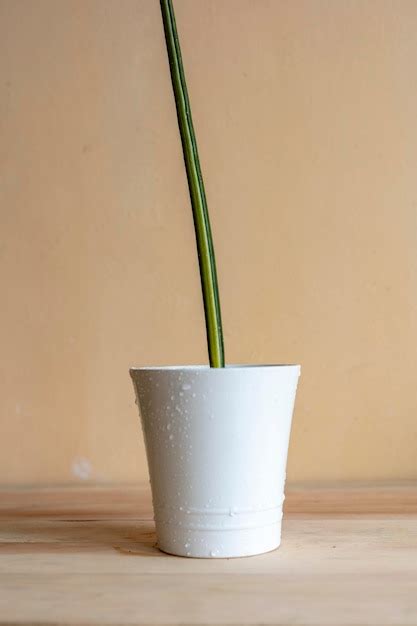 Planta De Cobra Reta Variegada Sansevieria Cylindrica Foto Premium