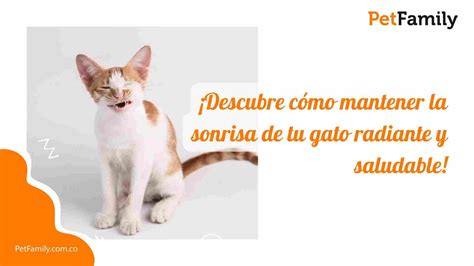 Descubre Cómo Mantener la Sonrisa de tu Gato Radiante y Saludable