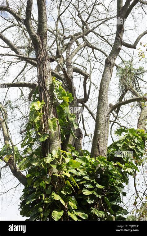 Begonia Tree Hi Res Stock Photography And Images Alamy