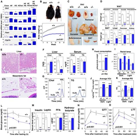 A C57bl6 Mice Male N 4 Were Fed Various Diets Hf High Fat